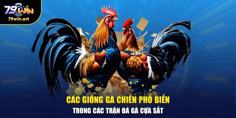 Các giống gà chiến phổ biến trong các trận đá gà cựa sắt