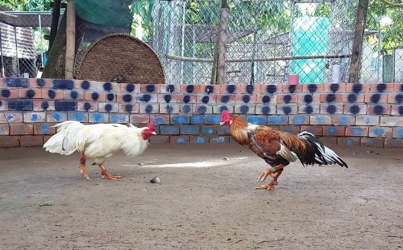 Đá Gà 79WIN - Trải nghiệm mọi lúc mọi nơi trên đa nền tảng Đá Gà 79WIN - Trải nghiệm mọi lúc mọi nơi trên đa nền tảng